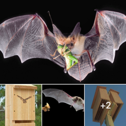Off Grid Living - How to Build a Bat House to Attract Bats in Order to Control Bugs and Insects