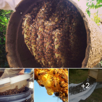Off Grid Living - How to Capture a Swarm of Bees for an Off Grid Honey Farm