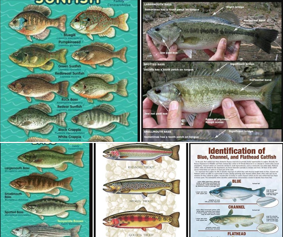 Fishing Charts for the Different Species of Bass, Catfish, Sunfish and  Trout