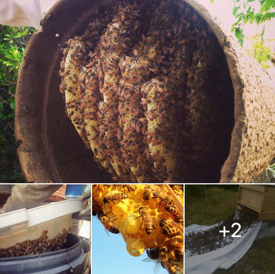 Off Grid Living - How to Build a Beehive and Capture a Swarm of Bees to Start a Honeybee Farm for an Off Property